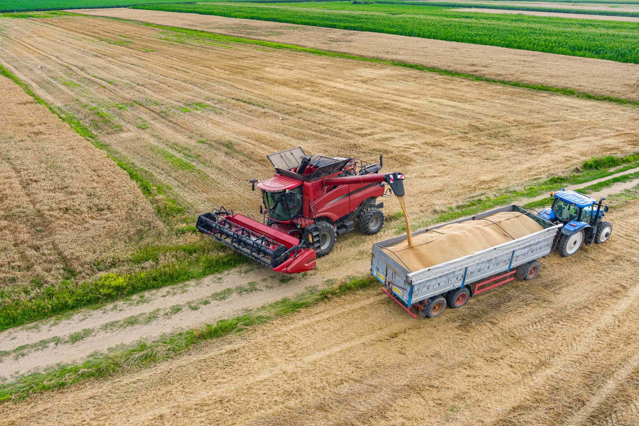 Meet Peter Rottier: Arable Farmer in Romania | NetRom Software